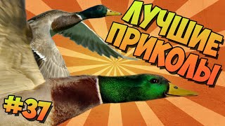 ЛУЧШИЕ ПРИКОЛЫ #37 МИЛЫЕ И ОПАСНЫЕ УТКИ