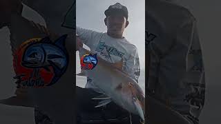 AMBERJACK 6.5kg