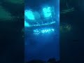 🐋 whaleshark