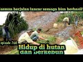 alhamdulillah penyemaian 4000 bibit cabe berjalan lancar warta petani muda hidup di hutan