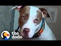 Abandoned Pittie Finally Relaxes When Her Dad Sings Her Favorite Song | The Dodo Pittie Nation
