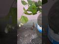 Growing Bela in water #nature #love #green #garden #like #adoreble #growth #plants #water #home