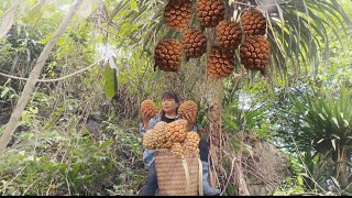 Go to the old forest to pick wild pineapples to sell at the market and buy a big pot