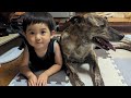 幼児の事をすっかり家族として受け入れ怒らずに自由に触らせてくれるようになった元猟犬