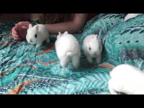 Video: Tiếng Pháp Angora Rabbit