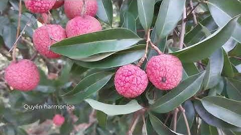 Lục Ngạn Bắc Giang quê hương vải thiều