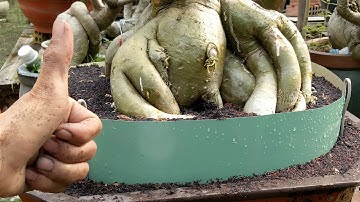 Những bước cơ bản cần biết để trồng cây sứ phát triển tốt./Truyền bonsai