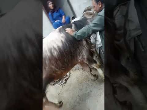 موجوده في الشرقيه ديرب نجم رقم 01092977419الوزن من 550الى600