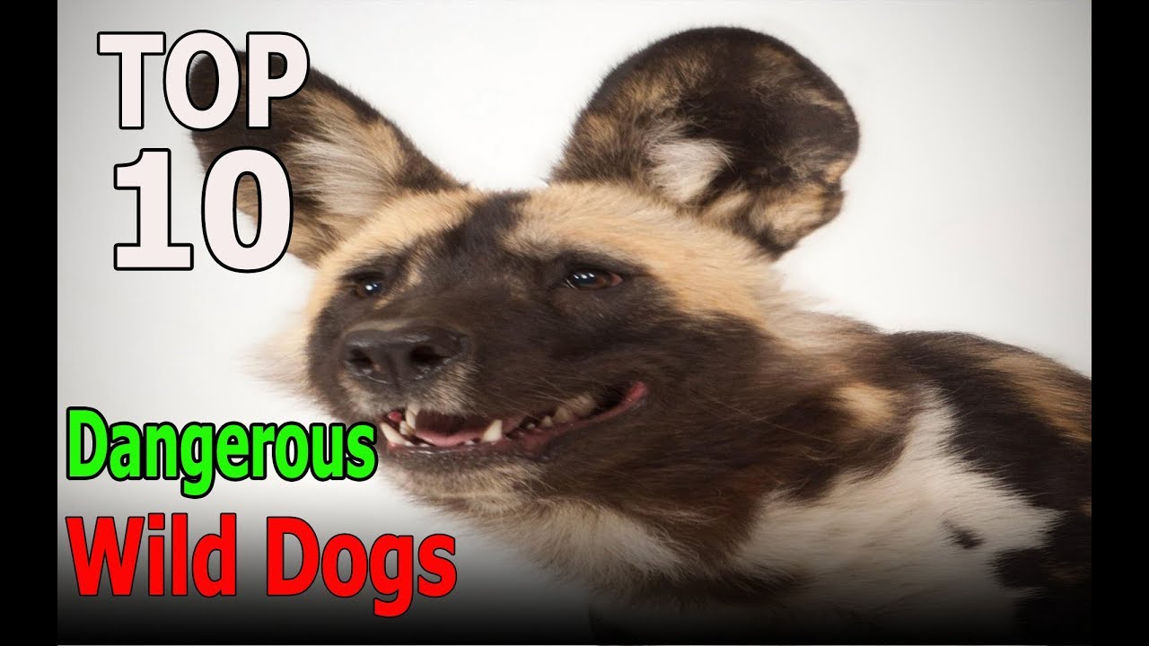 Top 10 Most Dangerous Wild Dogs Top 10 animals YouTube
