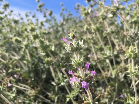 Video: Sage At Salvia - Kambal At Kapatid, Species Ng Salvia