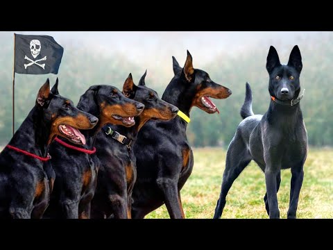 Video: 9 z najšikovnejších plemien psov