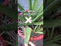 Stop Cutting Aloe Wrong 2 Perfect Ways To Harvest Without Rot