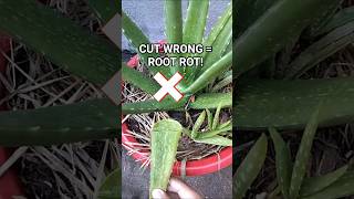 Stop Cutting Aloe Wrong! 2 Perfect Ways to Harvest Without Rot