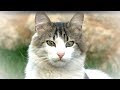猫たちと散歩中に大型犬に出くわす！隠れる猫と威嚇に頑張る猫はどの子だ？！