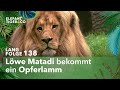 Jrg grser im bastelfieber langfolge 138  elefant tiger  co  ard