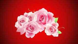 Розовые розы   футаж бесплатно   001807