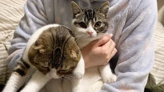 可愛さが爆発しました。【パパ猫・子猫】