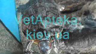 Красноухие черепахи в аквариуме  -  VetApteka.kiev.ua