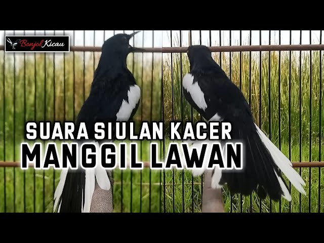 Suara Siulan Kacer Untuk Pancingan Kacer Bahan Agar Cepat Nyaut - BONJOL KICAU class=