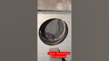 Java Breeding Progress