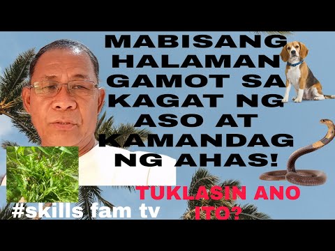 MABISANG HALAMANG GAMOT SA KAGAT NG ASO AT KAMANDAG NG AHAS! TUKLASIN ANO ITO?