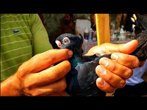 الحمام إللى مالهوش مثيل عند الغاوى الأصيل من سوق الجمعه بالسيده عائشه وفرجه وأسعار الحمام