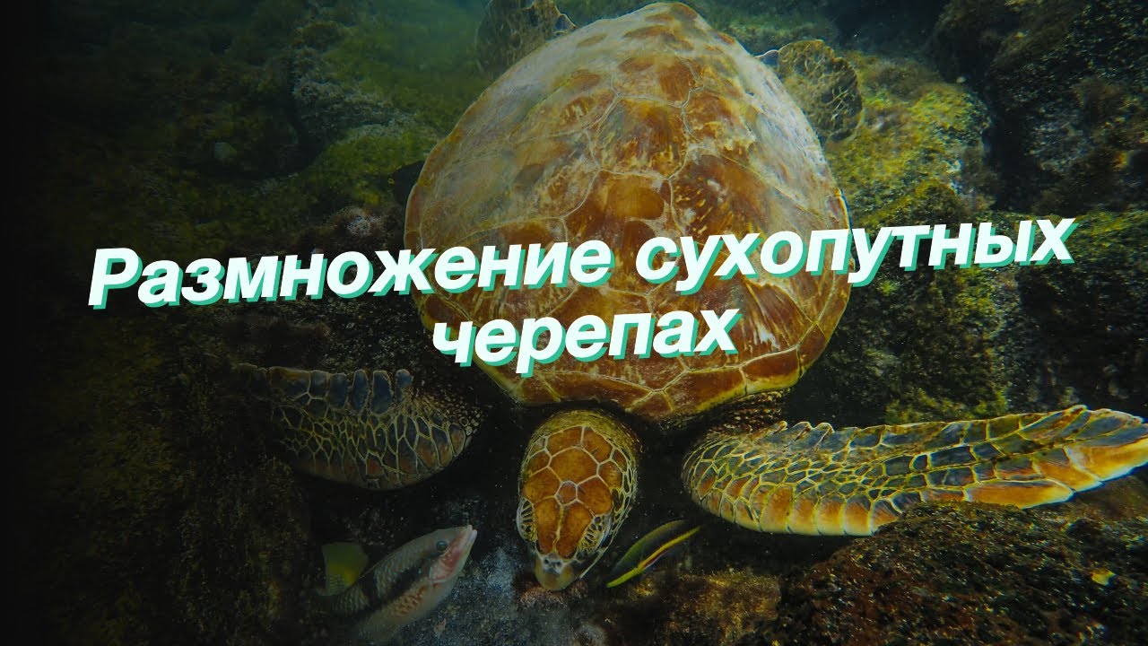 Как размножить черепах. Как размножить черепах