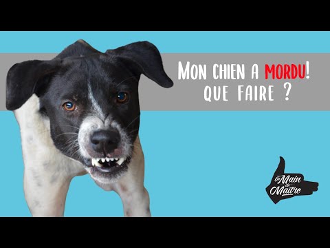 Que faire si mon chien mord ?