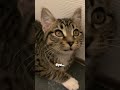 Meet Stevie our beloved rescued kitten, adopted and has a forever Home 😘 #kitten #straycat #cat
