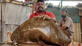 KASIMEDU ? SPEED SELVAM | BIG RAY FISH CUTTING VIDEO | 4K VIDEO | KM FISH CUTTING