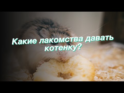 Какие лакомства давать котенку?