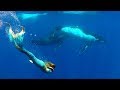 Une sirène nage avec des baleines !!! // 200.000 Abonnés !