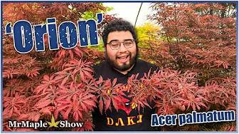 Orion Cultivar Highlight