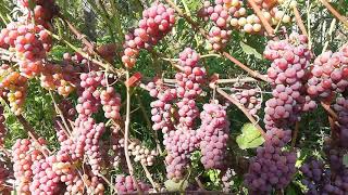 Виноград Самерсет сидлис. (Somerset seedless)