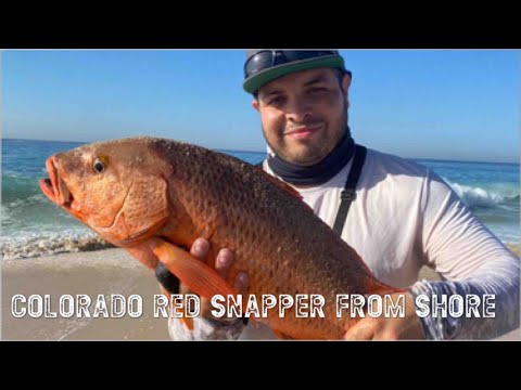 Colorado Red Snapper From Shore In Los Cabos