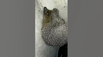 їжачок ежики ежик интересноевидео Hedgehog 