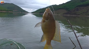 Một Ngày Câu Cá Rô Phi – Thành Quả Bất Ngờ  Thắng Fishing