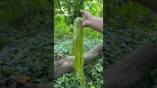 Did you know you can turn stinging nettles into cute nature bracelets? ✨