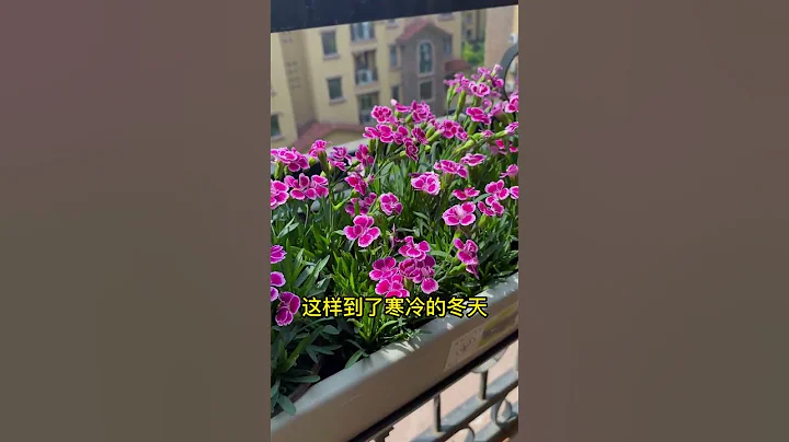 什么花冬天依然翠绿，那就是石竹了，不仅花期长，还等安全过冬 #花卉绿植 #每天分享各种花卉绿植 #石竹初吻 快手#shorts - 天天要闻