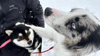 【雪遊び】やっと雪が積もったので愛犬と雪遊びしました！ by サスケん家 196 views 3 months ago 5 minutes, 4 seconds