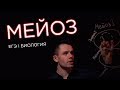 Мейоз | ЕГЭ Биология | Даниил Дарвин