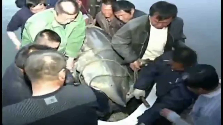 Chinese Fishermen Reel In 1360-Pound Sturgeon! - Raw Video