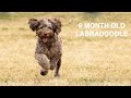 6 Month Old Labradoodle Puppy | Indoor games for rainy weather + Making new friends