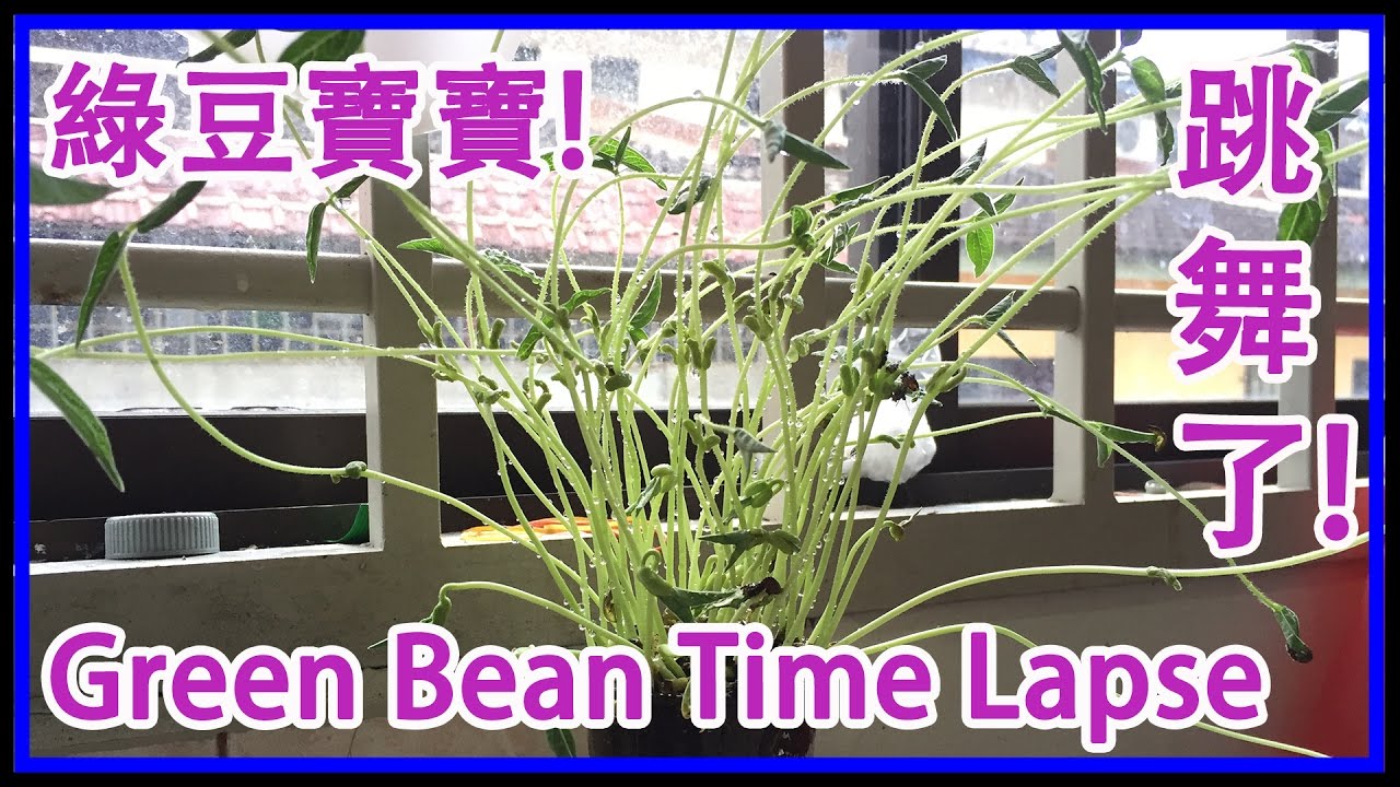 #002【TSC 攝影】5分鐘看完由4944張照片組合成的綠豆成長過程 Green Bean Time Lapse.