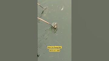 #79 Test Thực Tế Kích Cá Rô Phi Nước Sâu Kích Cá 25Đ - Máy Kích Cá Chung Đội Hưng Yên