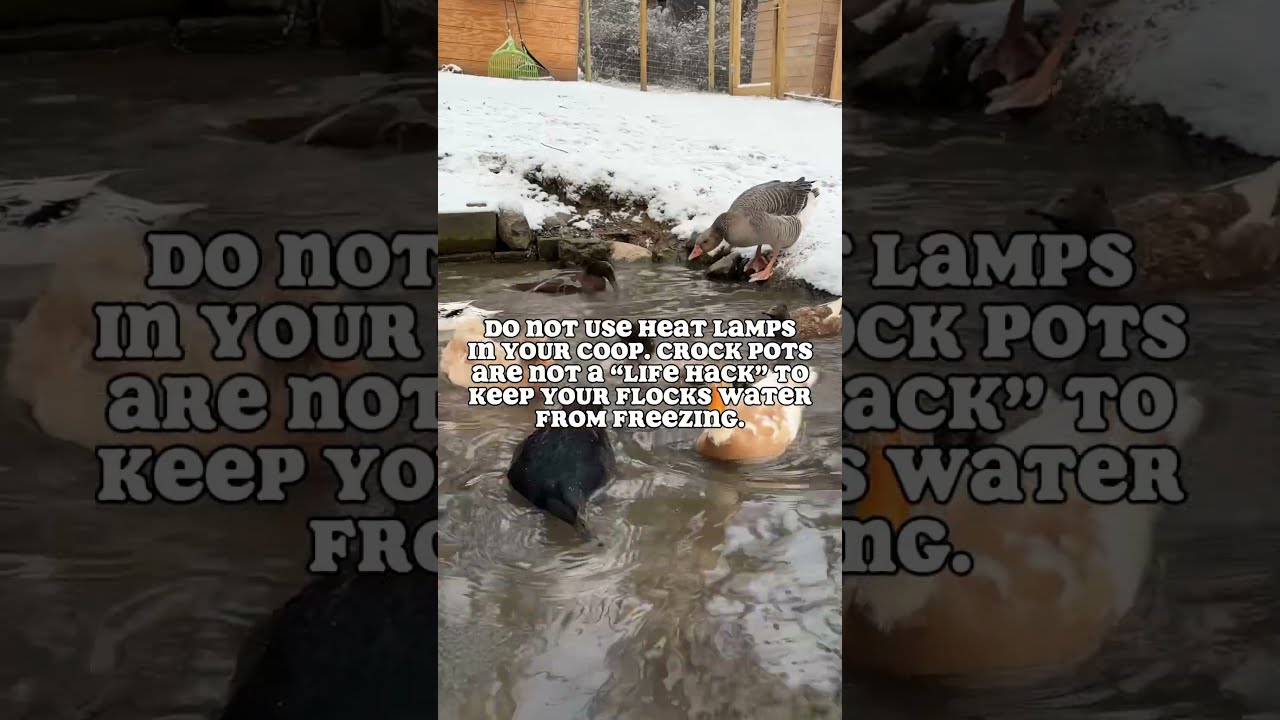 Safe Heated Waterers Are Easily Available Stay Homestead Ducks Duck