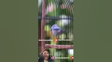 Rambatan Bird Song That Makes Other Birds Sing Along! #birdsong #birdsinging #rambatanparuhmerah