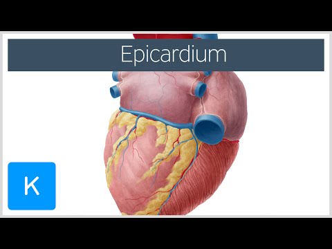 Video: Hva Er Et Endokardium?