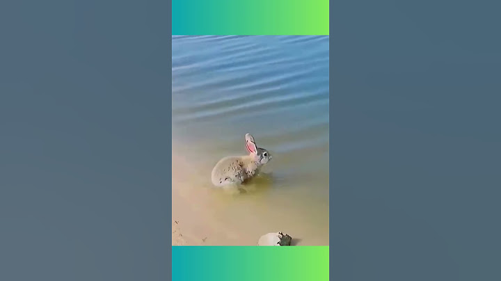 A Rabbit Swim ? #short