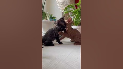 Stray cat in Block Blast